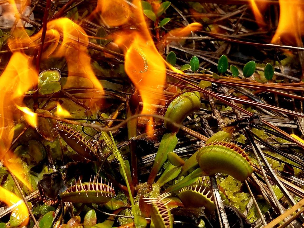 venus flytrap near fire