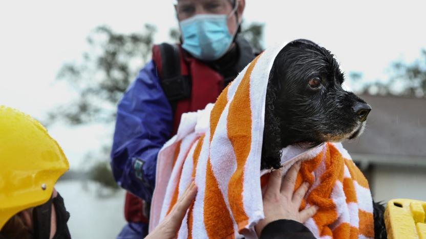 Black dog wrapped in an orange and white striped towel, being helped by two people