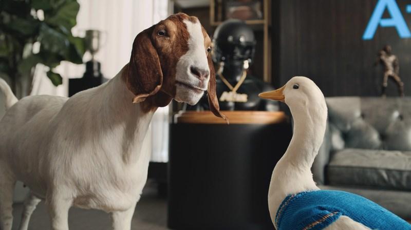 Goat and duck standing face to face