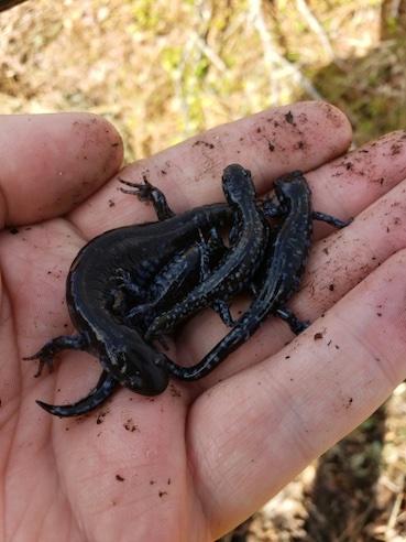 Blue spotted salamander being held in a hand.