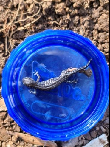 Blue salamander in a blue dish.