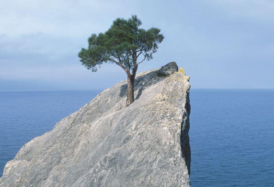 tree growing on a barren rock over the ocean